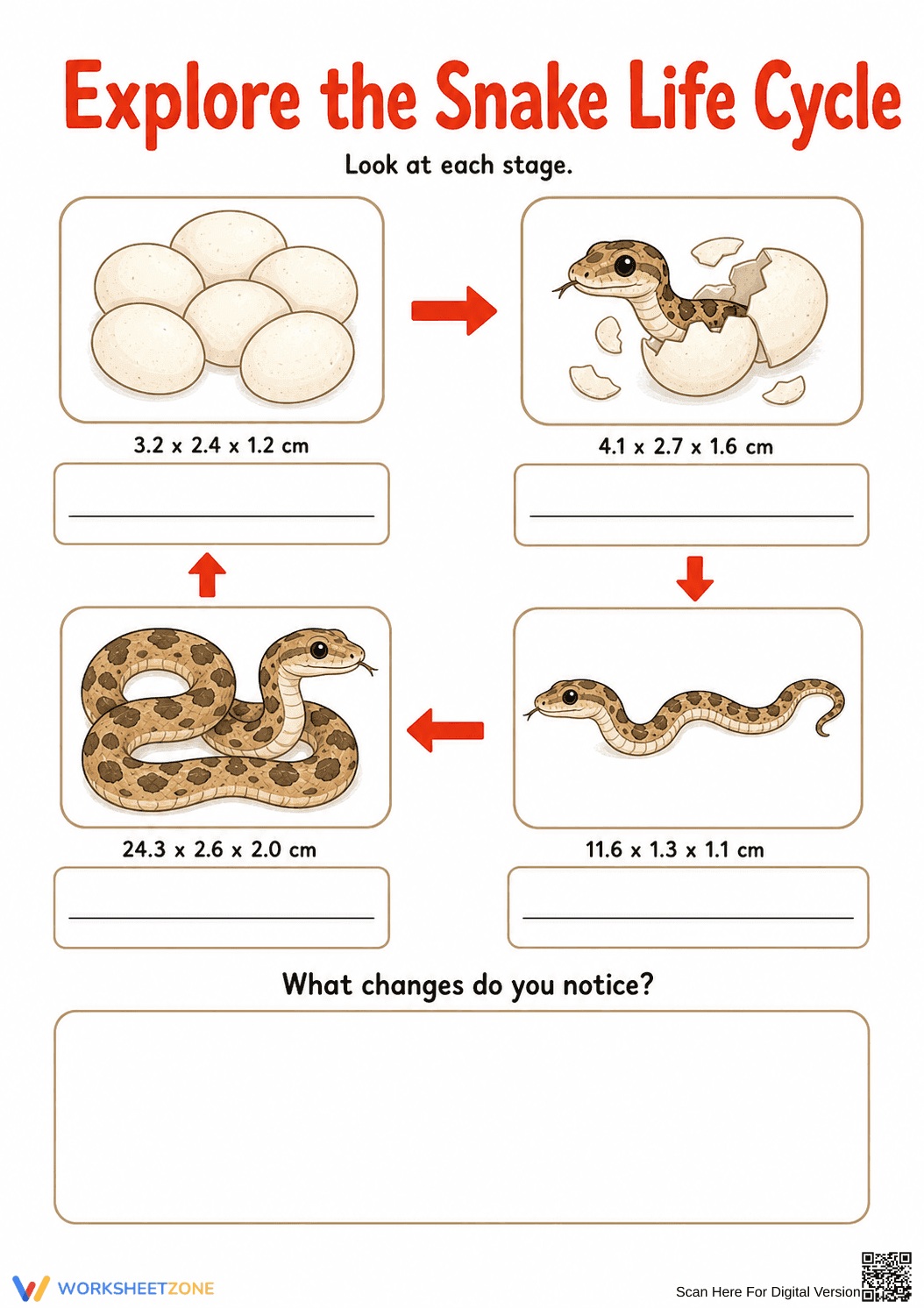 Printable Snake Life Cycle Worksheet | Grade 3 Science - Page 1