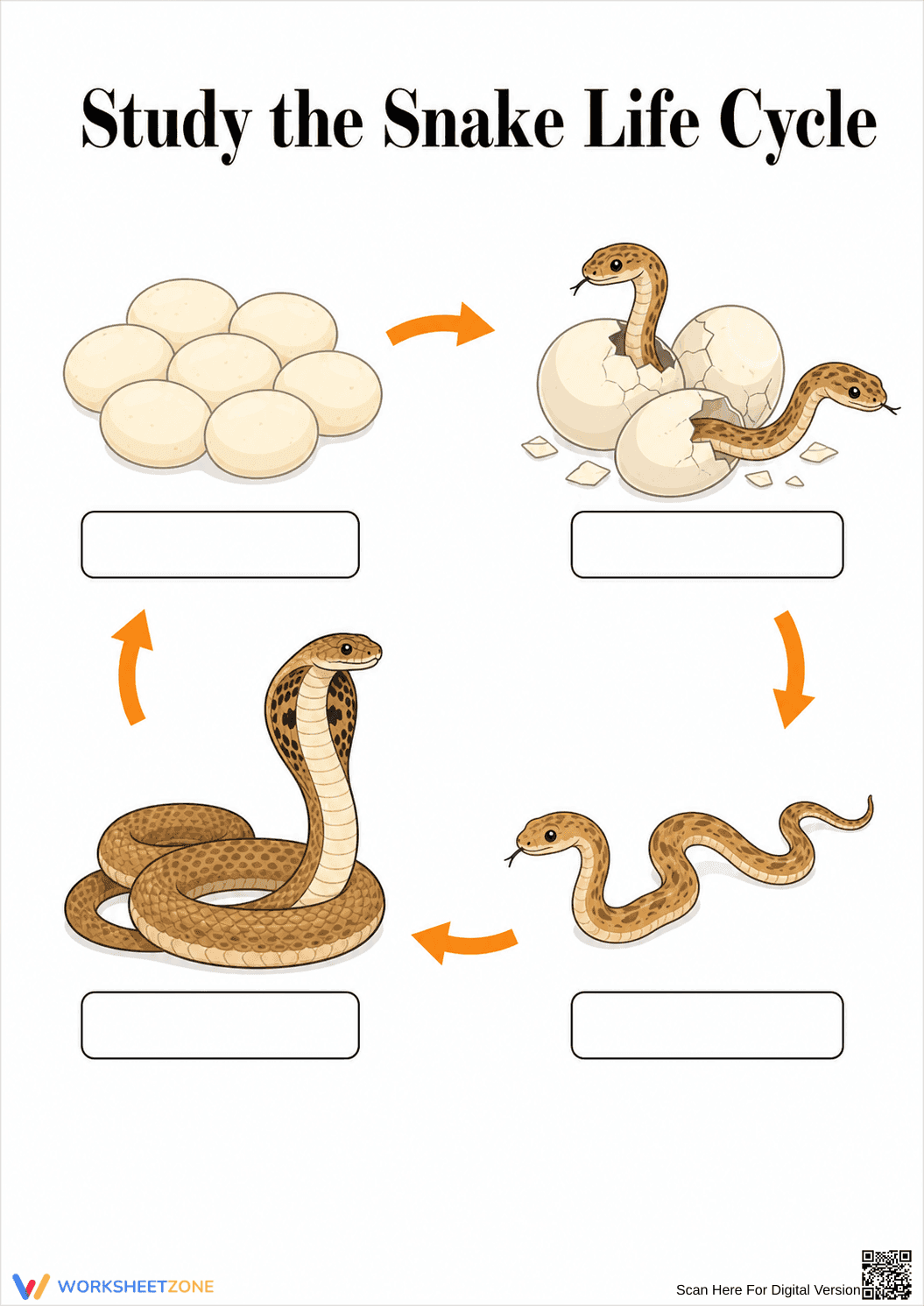 Snake Life Cycle Worksheet | Grade 3 Essential Science - Page 1