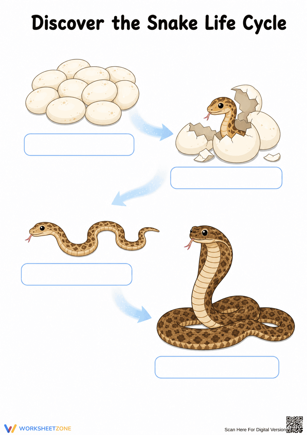 Essential Snake Life Cycle Worksheet | Grade 3 Science - Page 1