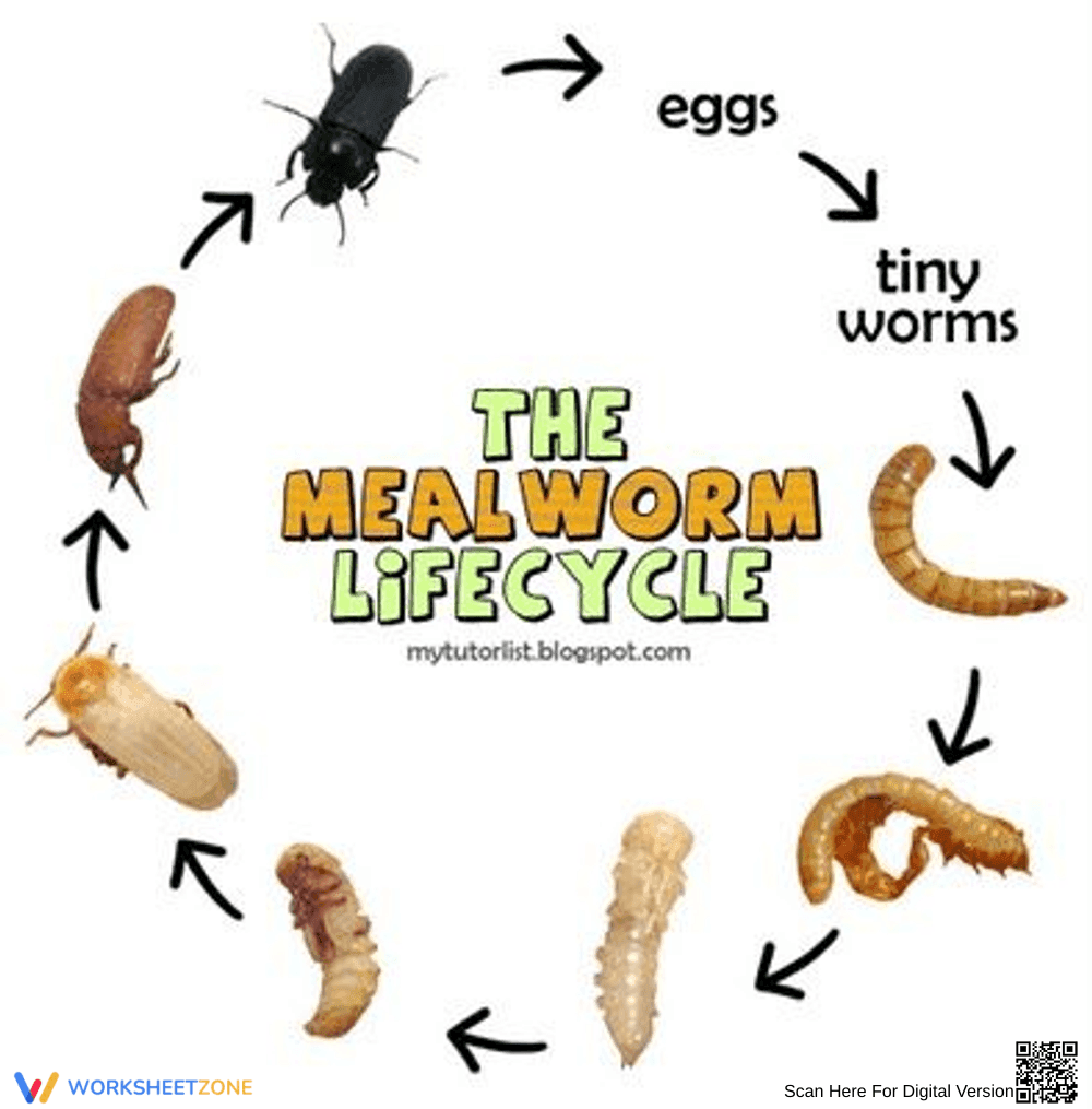 The Mealworm Life Cycle Wheel - Page 1