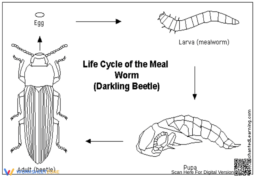 Worksheet on the Life Cycle of a Mealworm - Page 1