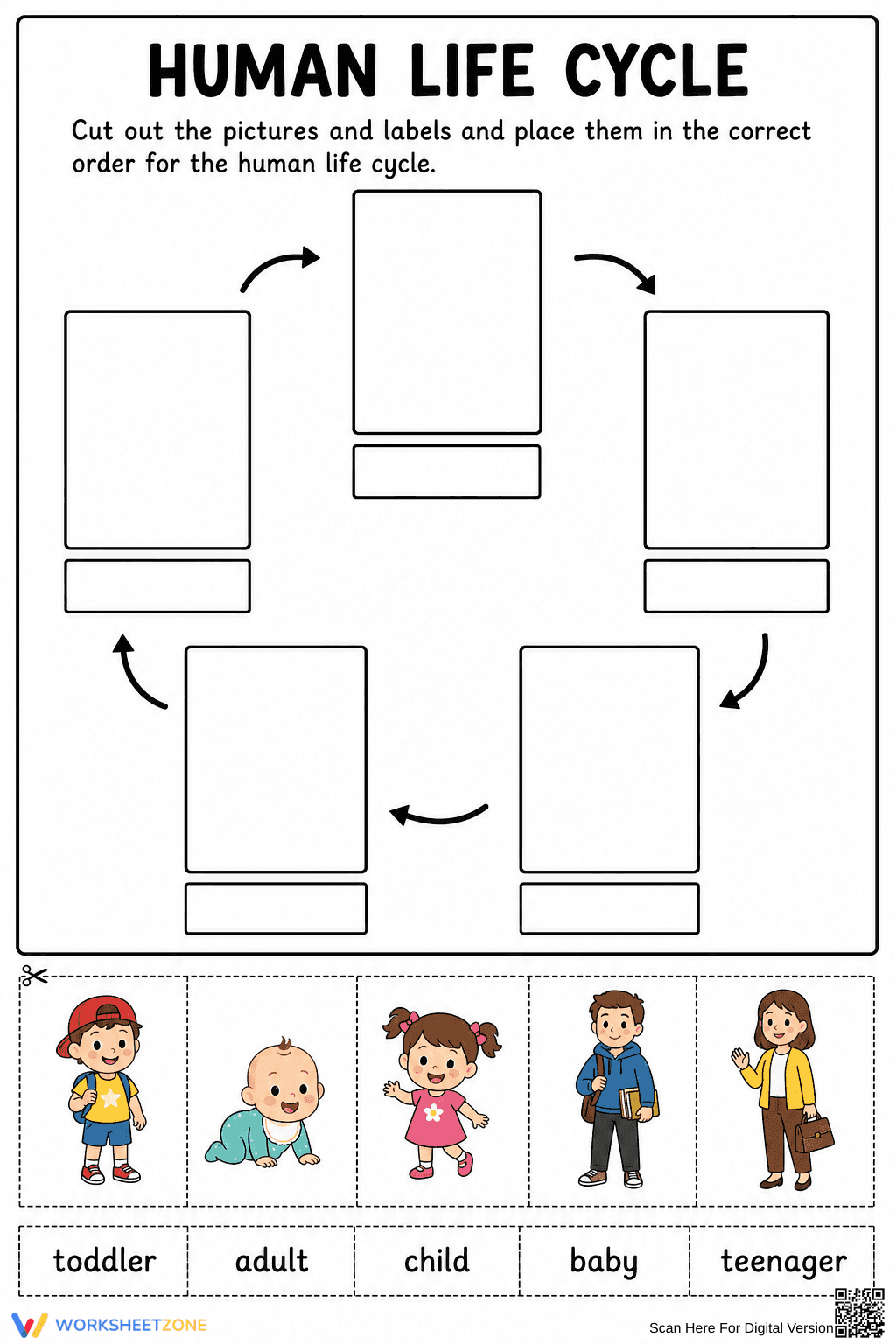 Essential Human Life Cycle Worksheet | Grade 1 Science - Page 1