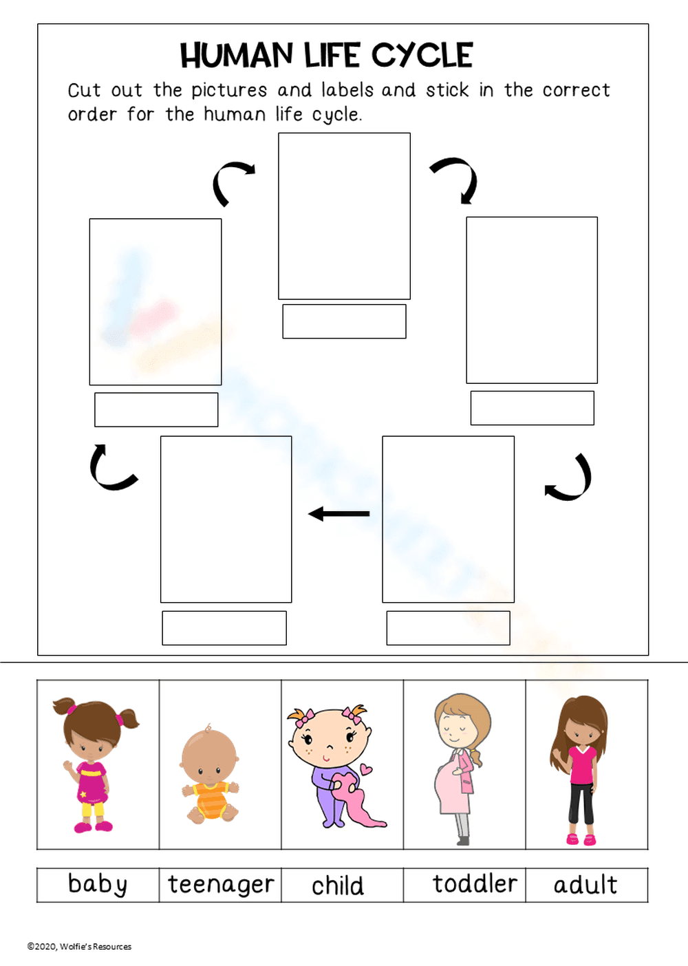 Human Life Cycle Cut and Paste Worksheet - Page 1