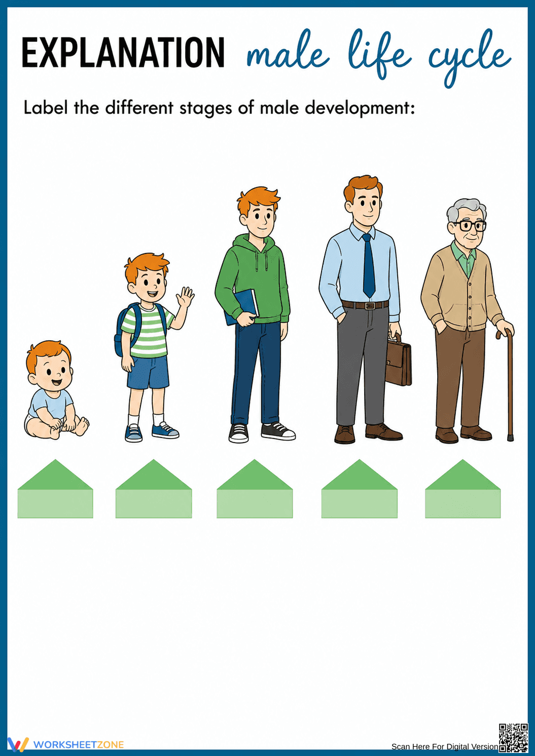 Male Life Cycle Worksheet | Grade 6 Essential Science - Page 1