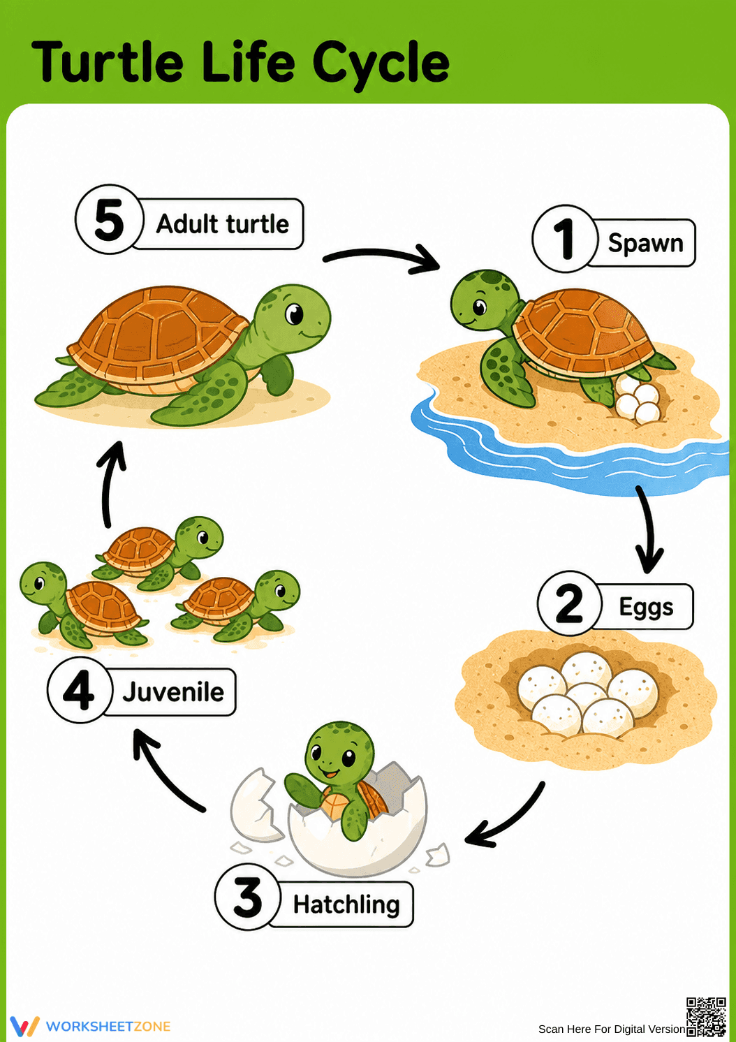 Turtle Life Cycle Worksheet | Essential Grade K-2 Science - Page 1