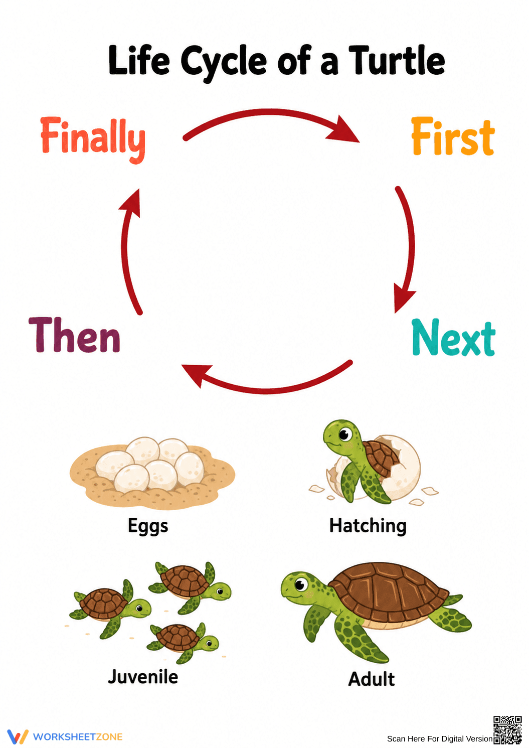 Turtle Life Cycle Printable Worksheet | Grade 1 Science - Page 1