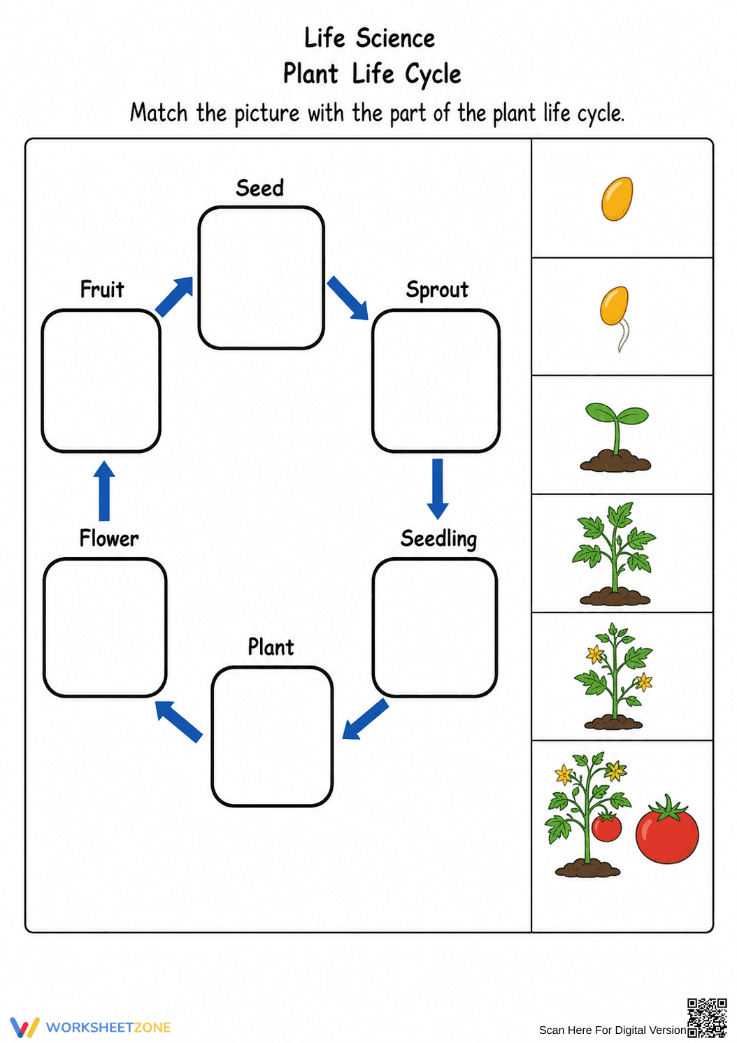 Printable Plant Life Cycle Worksheet | Grade 2 Science - Page 1