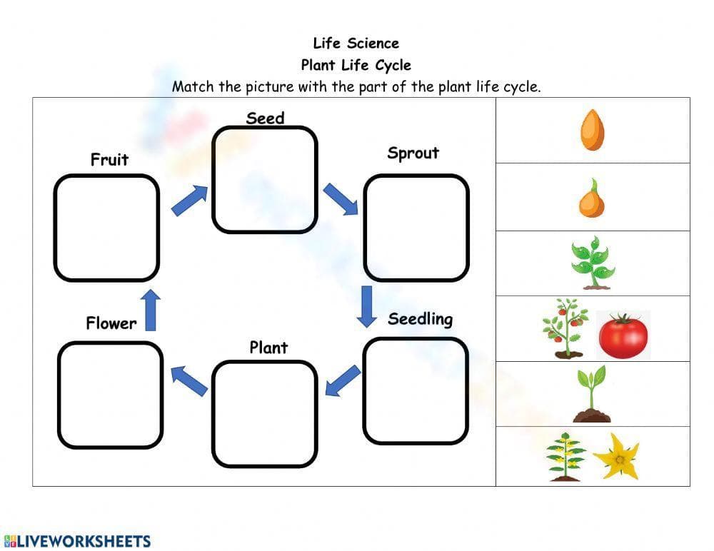 Tomato Life Cycle Worksheet for Grade 2 - Page 1
