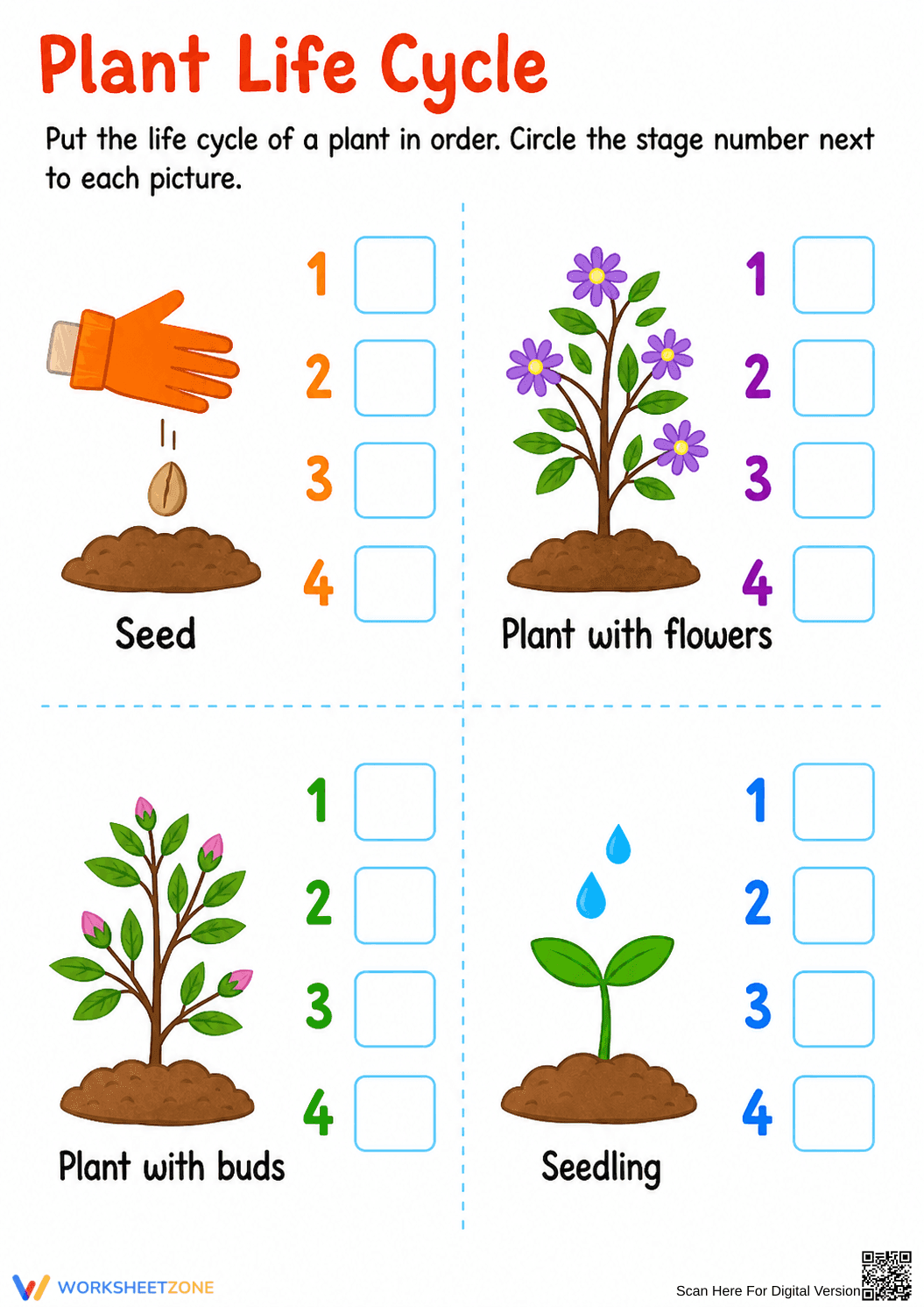 Grade 2 Plant Life Cycle — Printable No-Prep Worksheet - Page 1