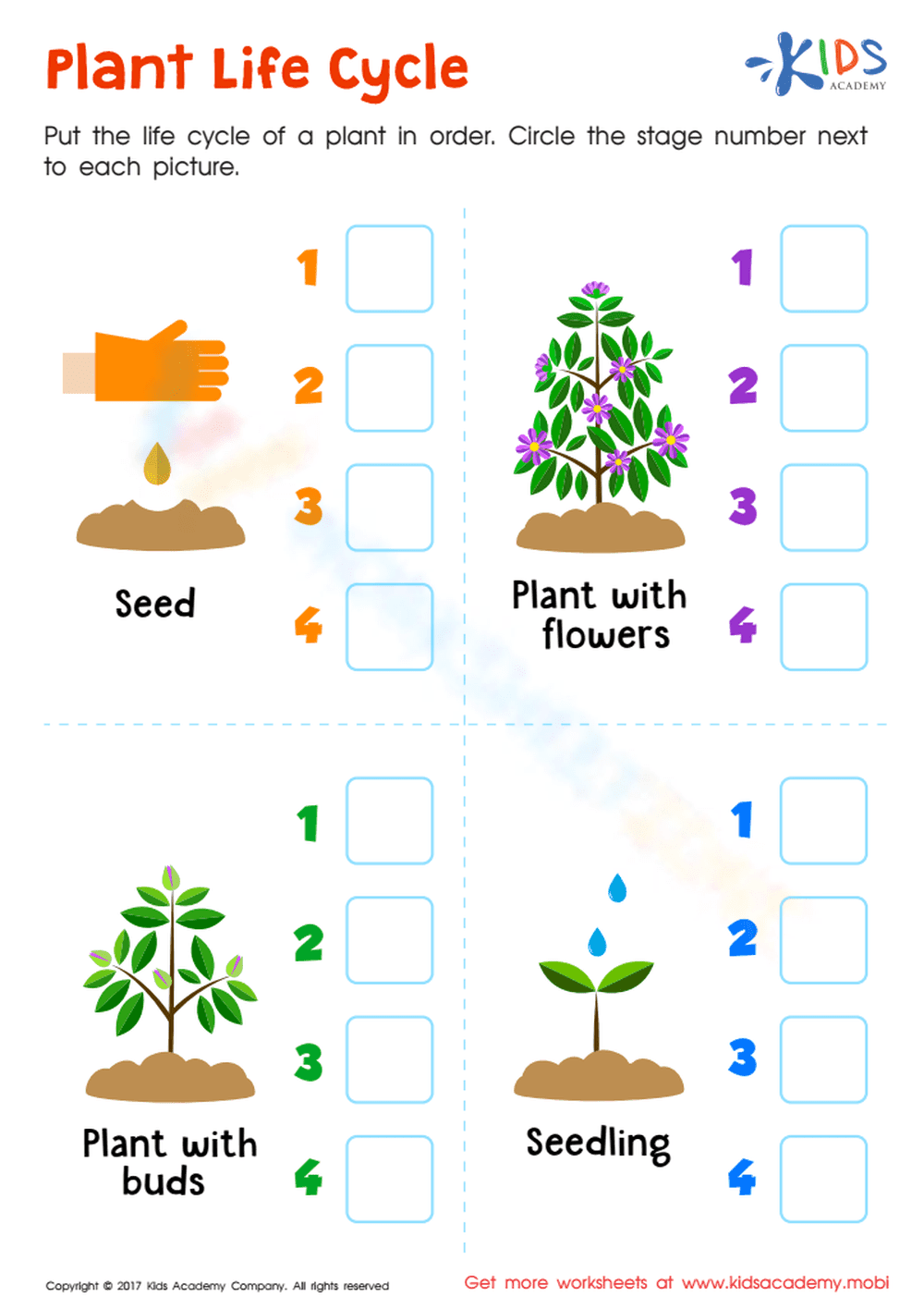 Plant Life Cycle Worksheet | Essential Grade 2 Science - Page 1