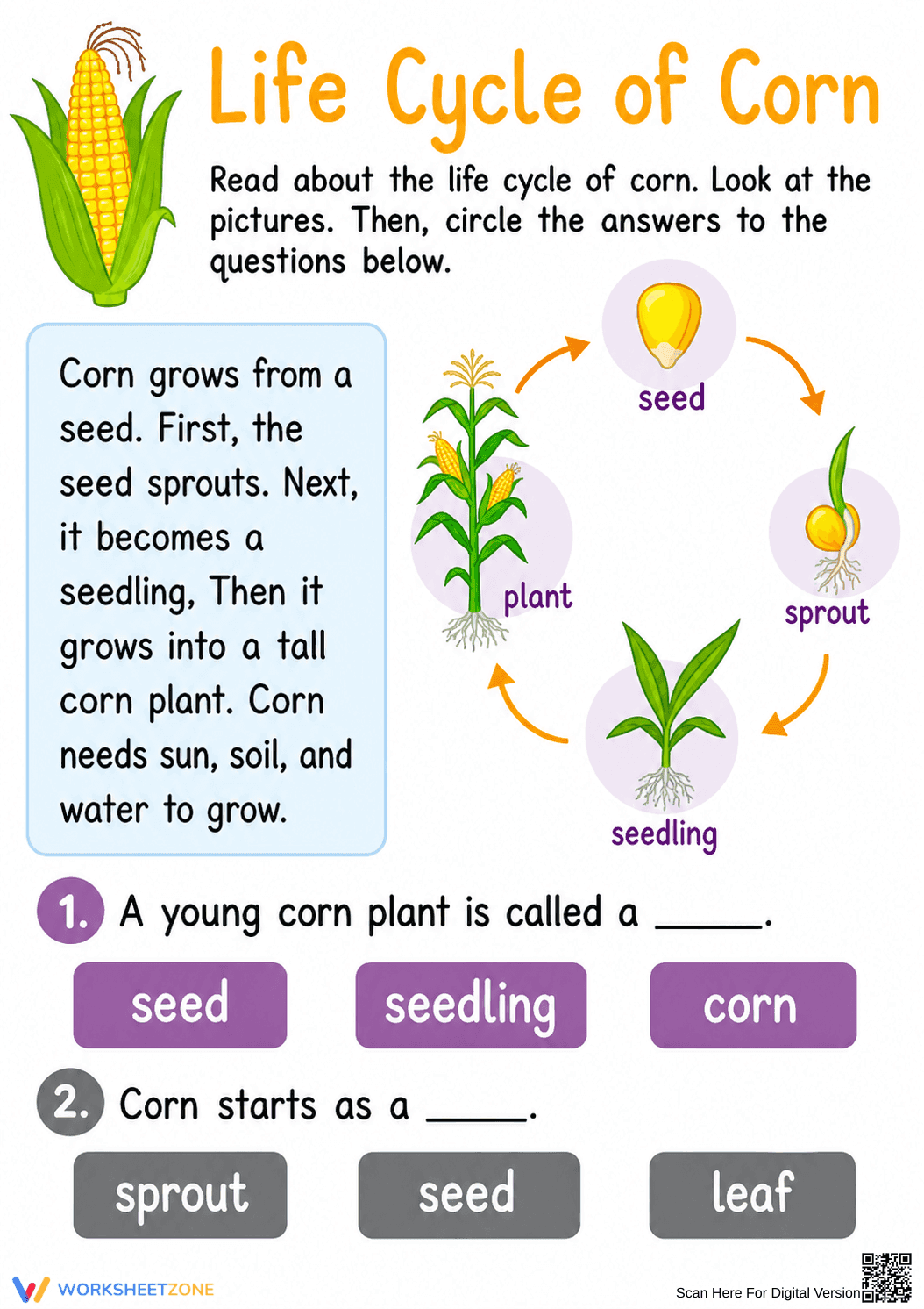 Corn Life Cycle Worksheet | Grade 2 Essential Science - Page 1
