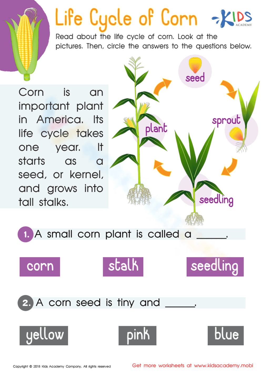 Corn Life Cycle: An Educational Worksheet - Page 1