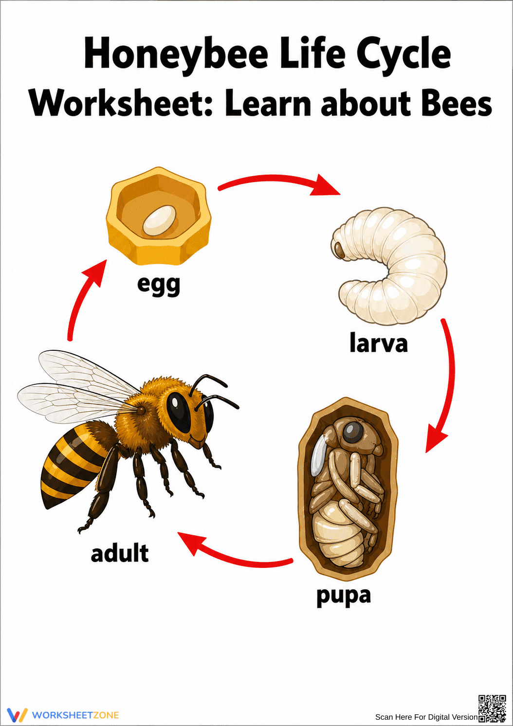 Printable Honeybee Life Cycle Diagram | Grade 3 Science - Page 1
