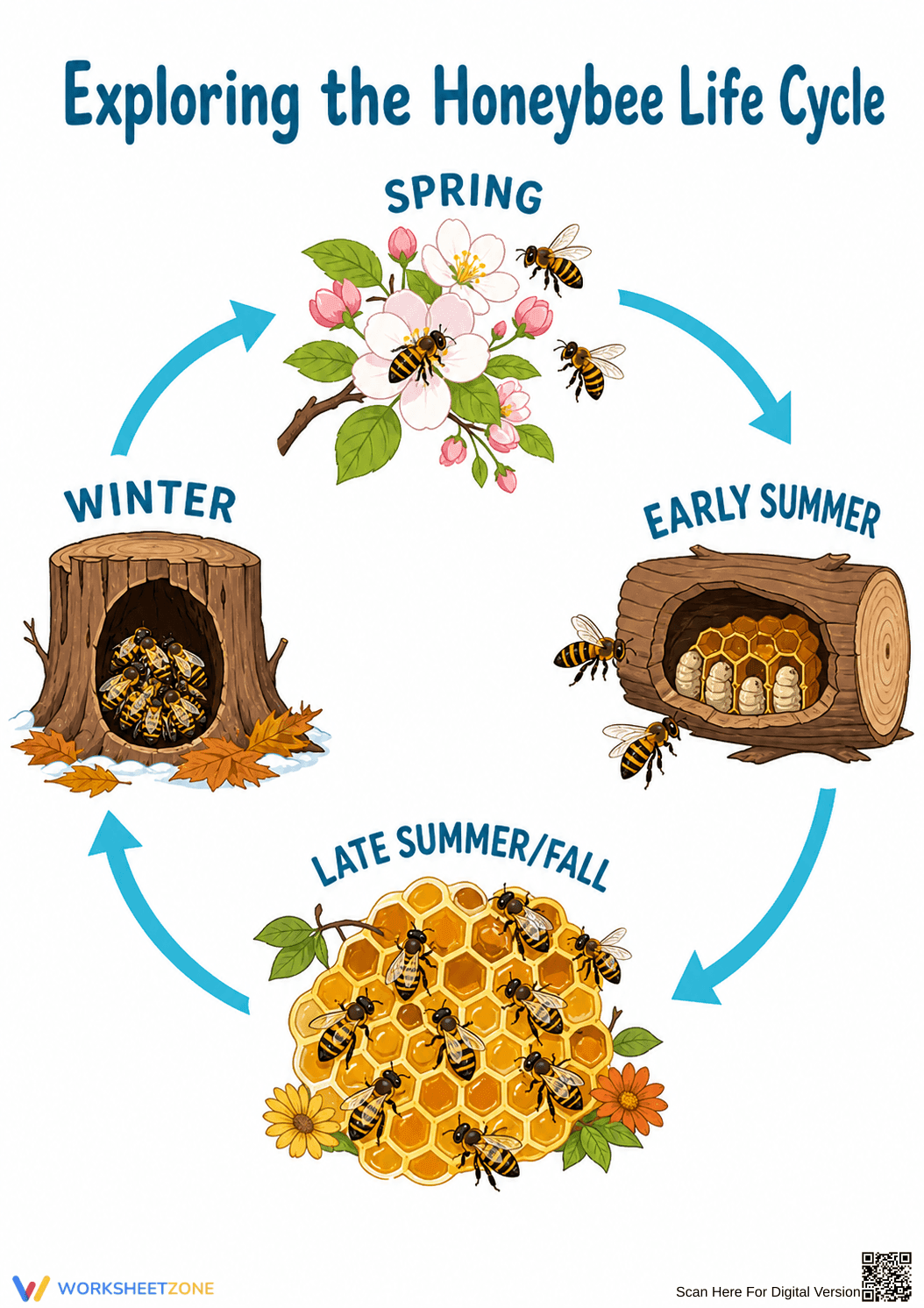 Honeybee Life Cycle Diagram | Grade 6-8 Essential - Page 1