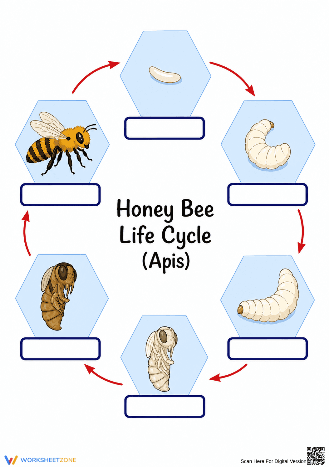 Honey Bee Life Cycle Worksheet | Essential Grade 6 Science - Page 1