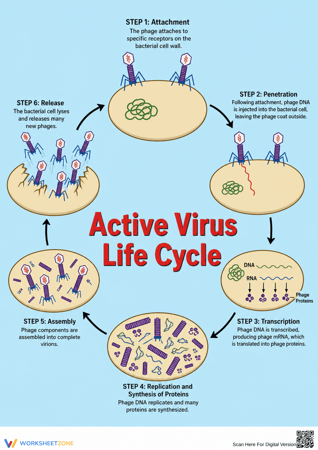 Printable Virus Life Cycle Diagram | Grade 9-12 Science - Page 1