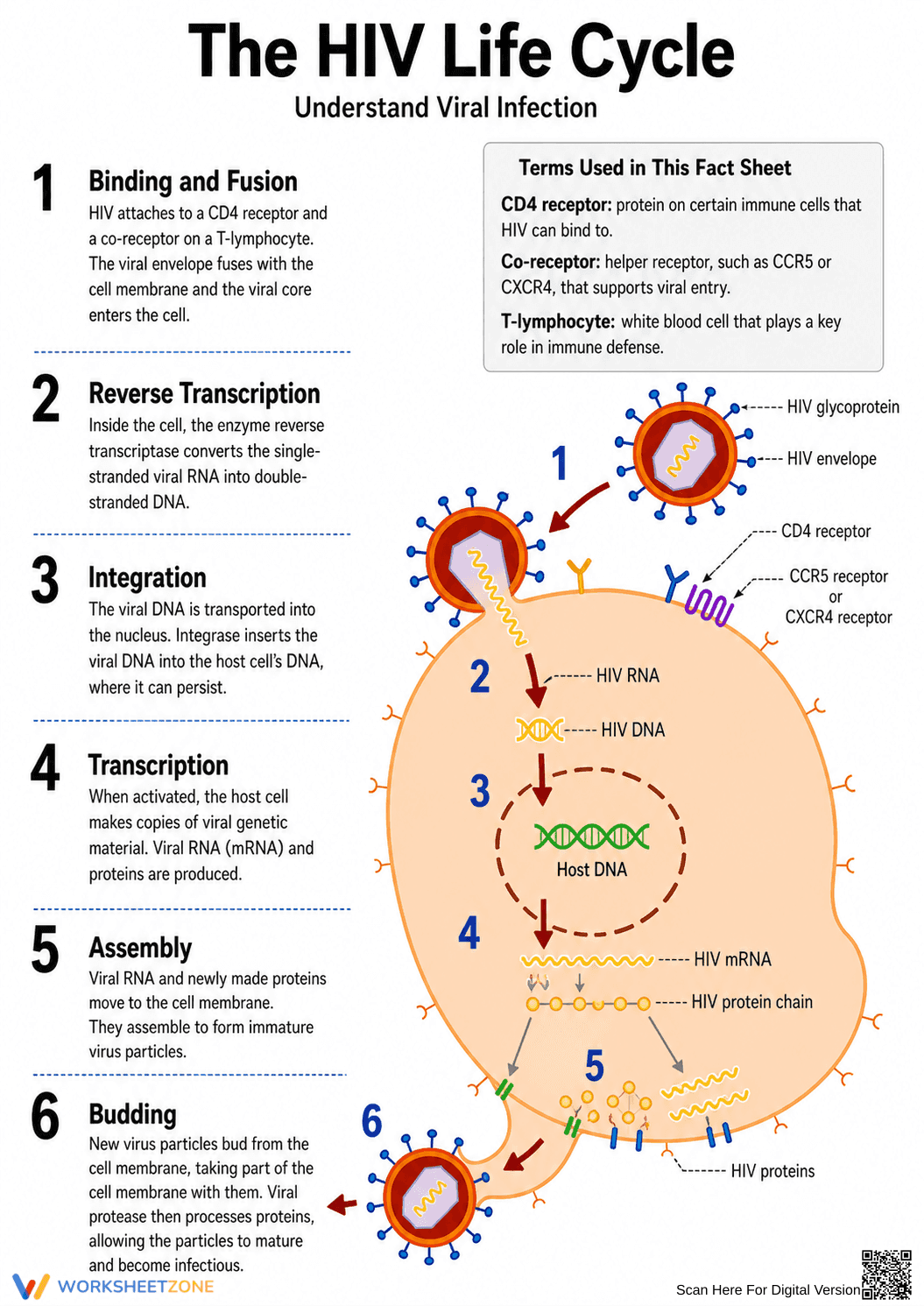 HIV Life Cycle Worksheet | Essential Grade 9-12 Biology - Page 1