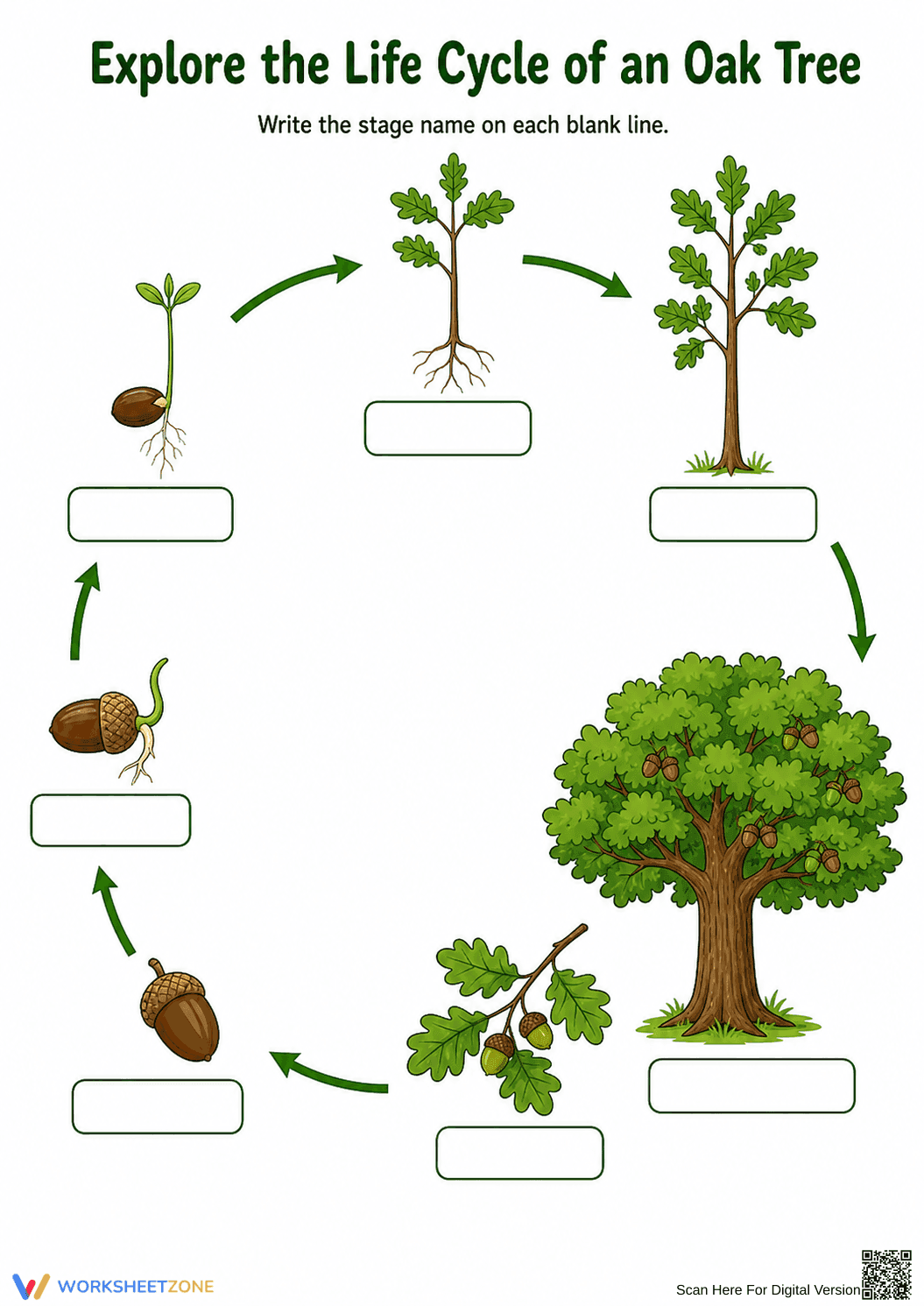 Printable Oak Tree Life Cycle Worksheet | Grade 3 Science - Page 1
