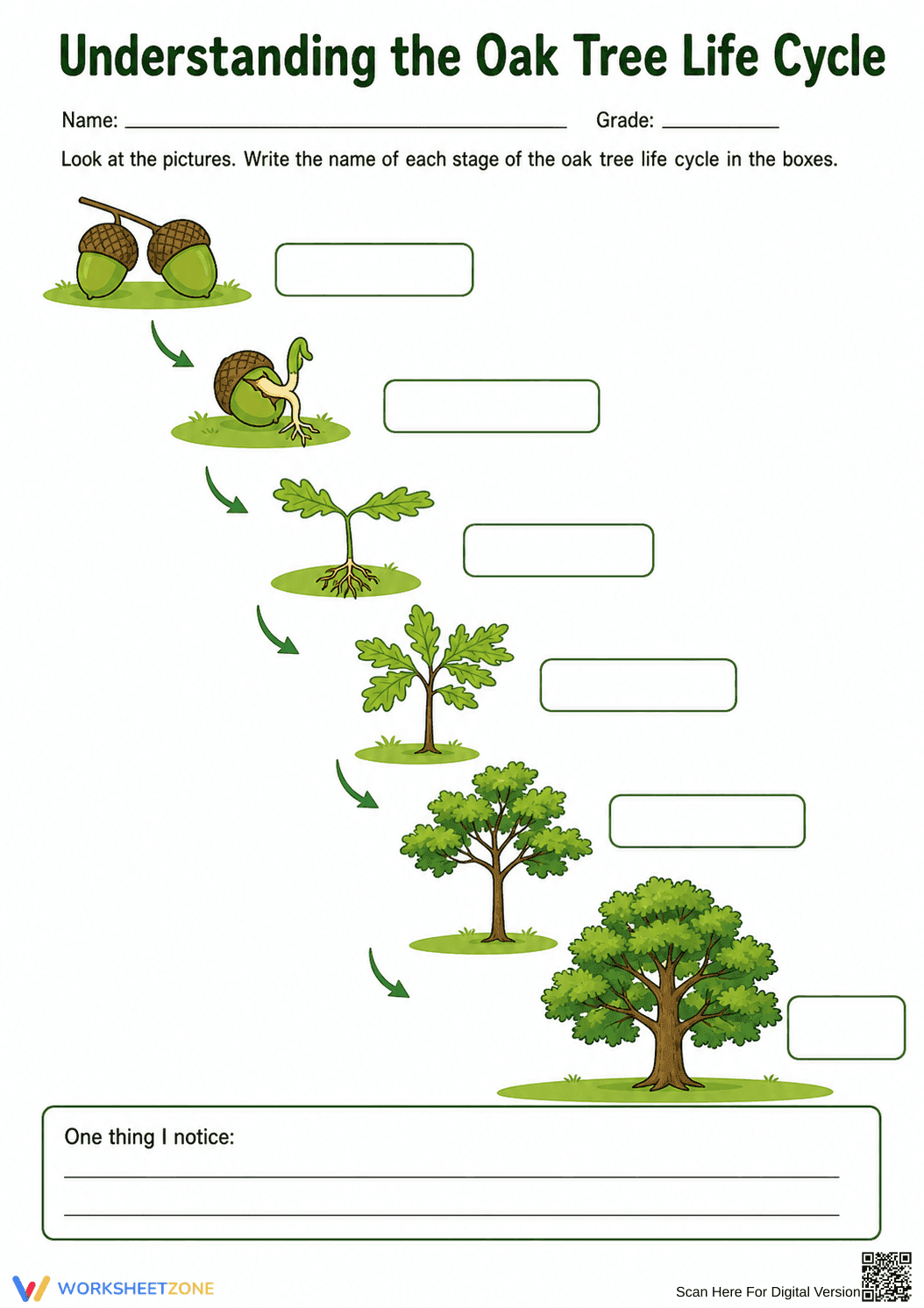 Oak Tree Life Cycle Worksheet | Essential Grade 6 Science - Page 1