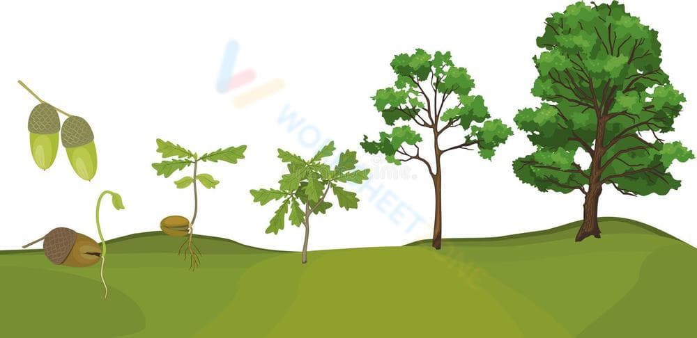 Understanding the Oak Tree Life Cycle - Page 1