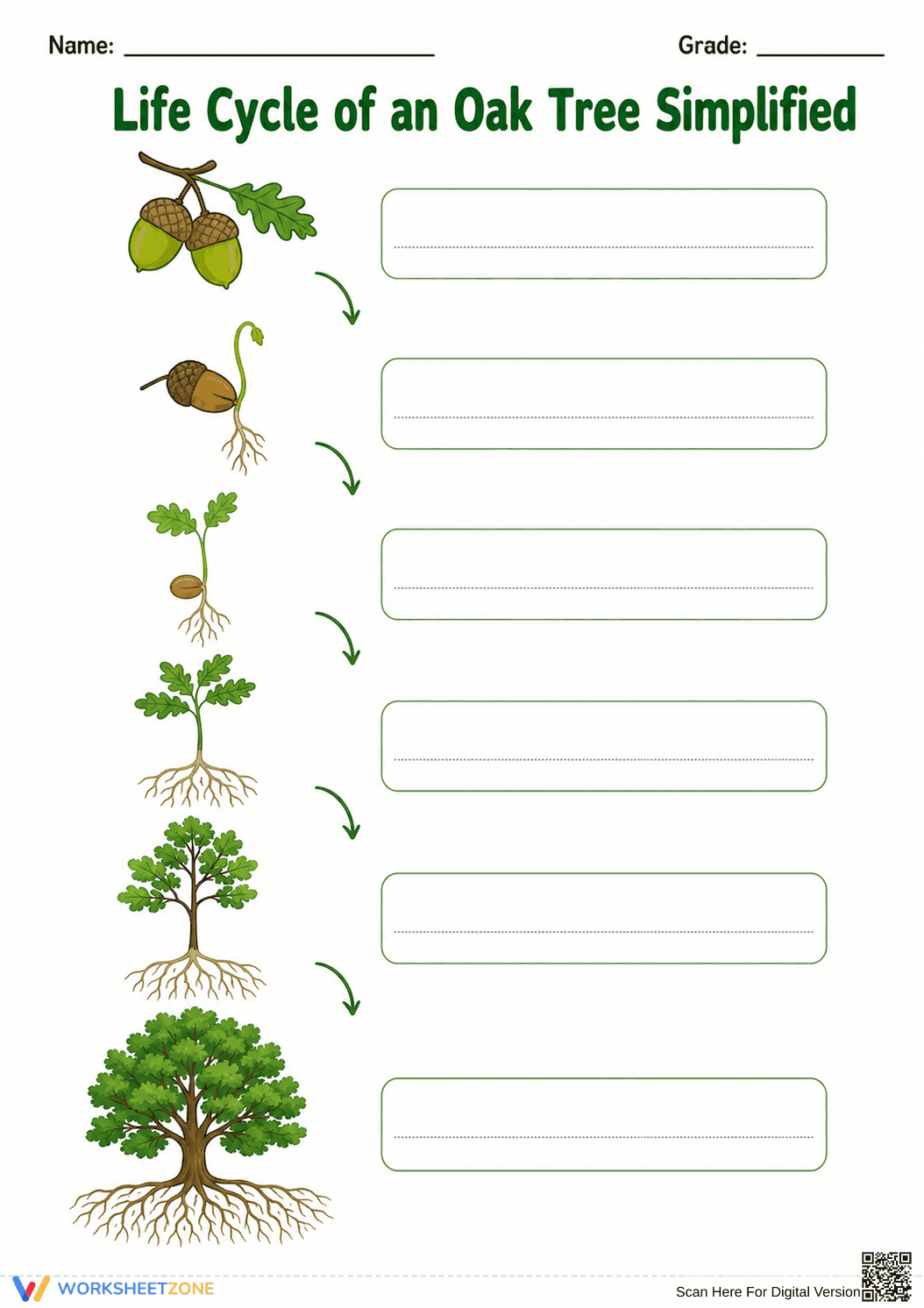 Grade 3 Oak Tree Life Cycle — Printable No-Prep Worksheet - Page 1