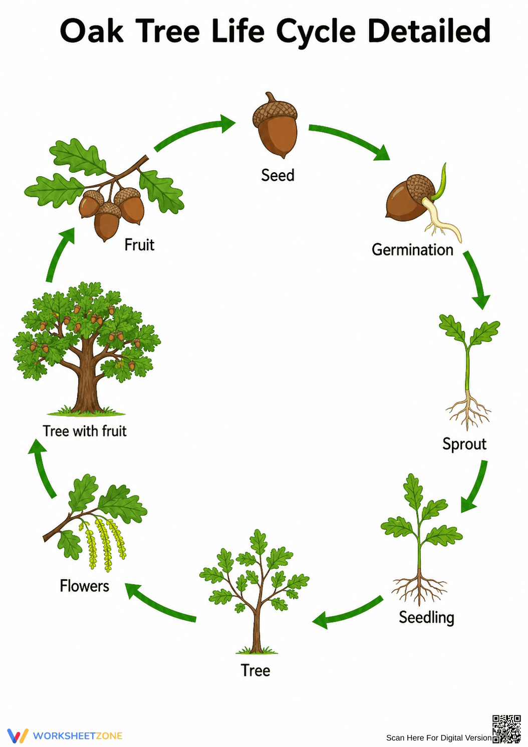 Essential Oak Tree Life Cycle Worksheet | Grade 6 Science - Page 1