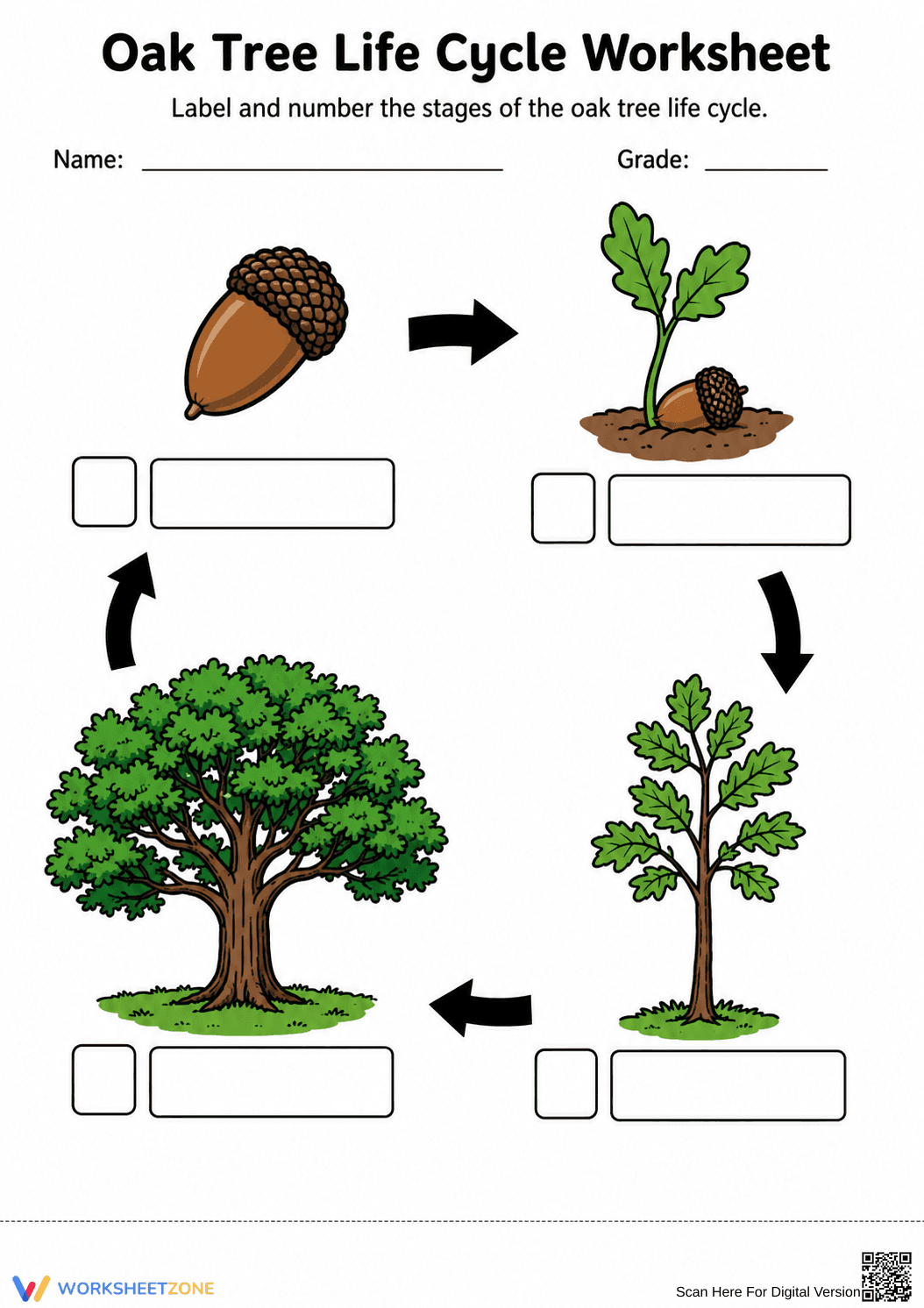 Oak Tree Life Cycle Worksheet | Essential Grade 5 Science - Page 1