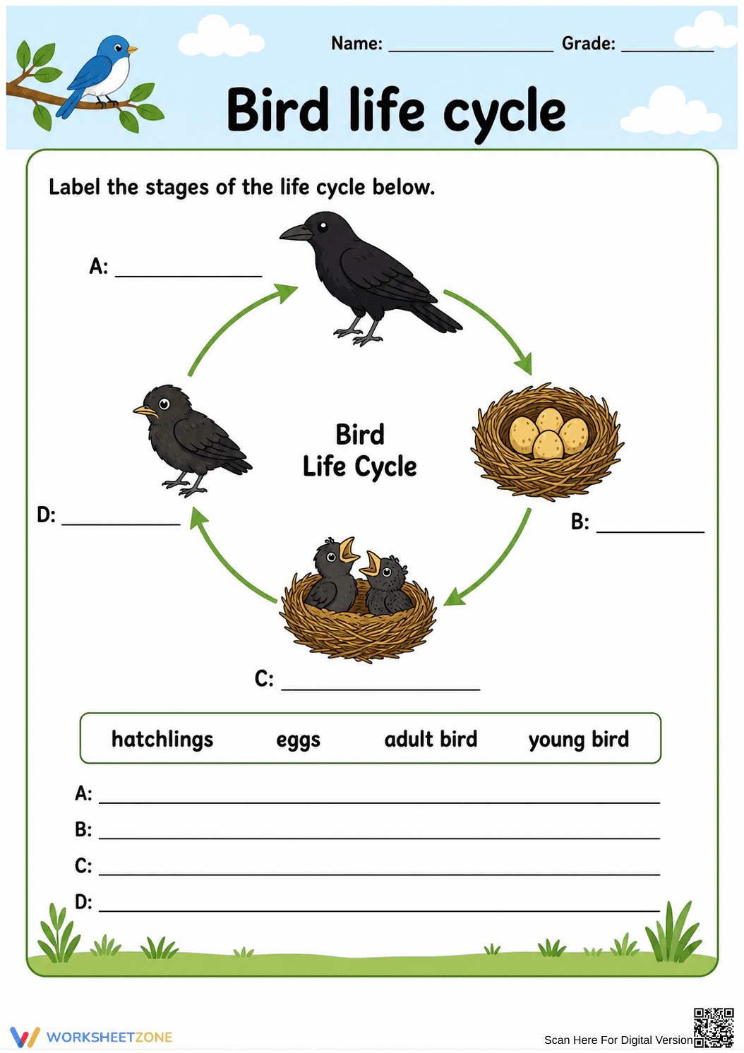 Bird Life Cycle Worksheet | Essential Grade 3 Science - Page 1
