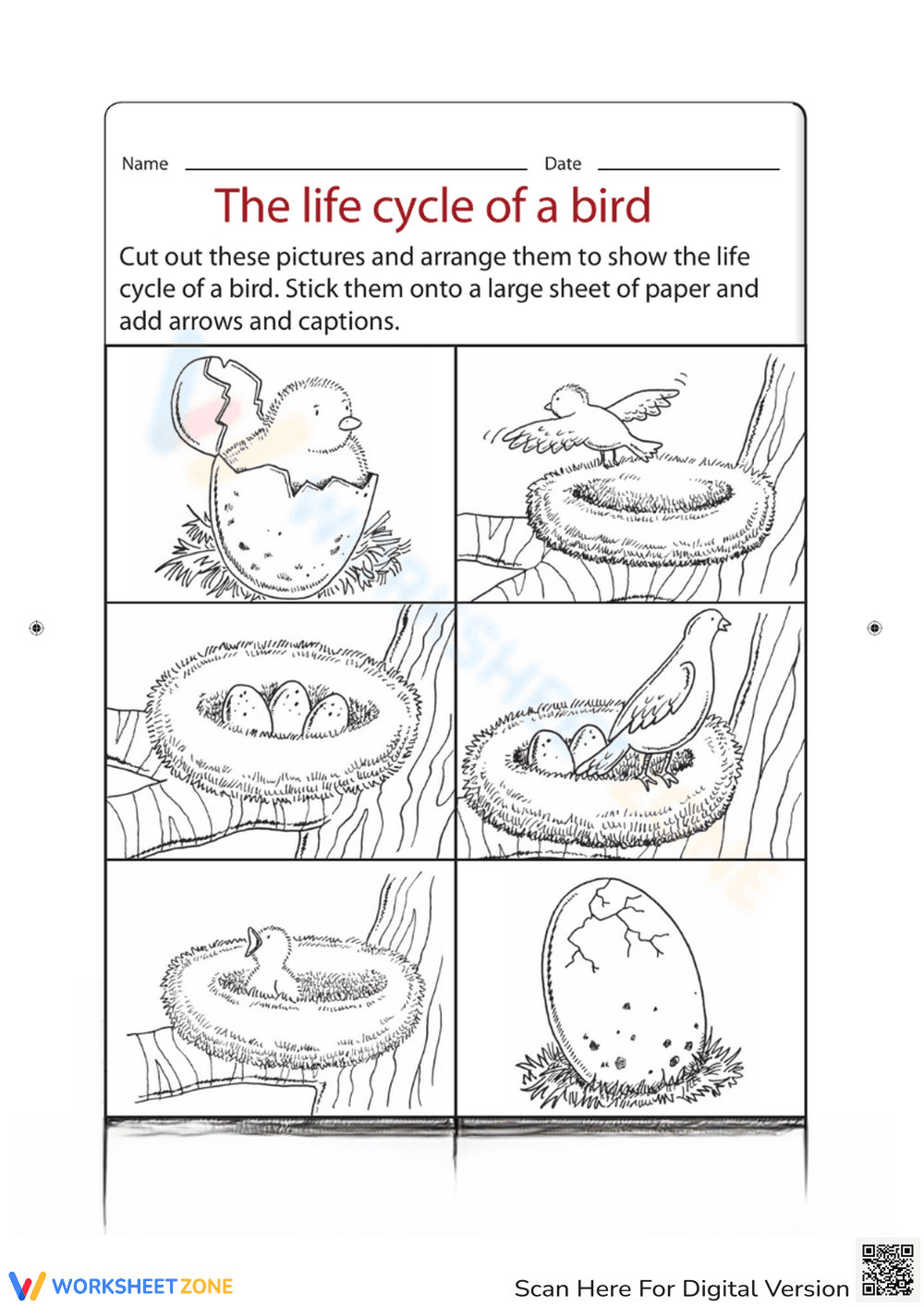 Bird Life Cycle Activity Worksheet - Page 1