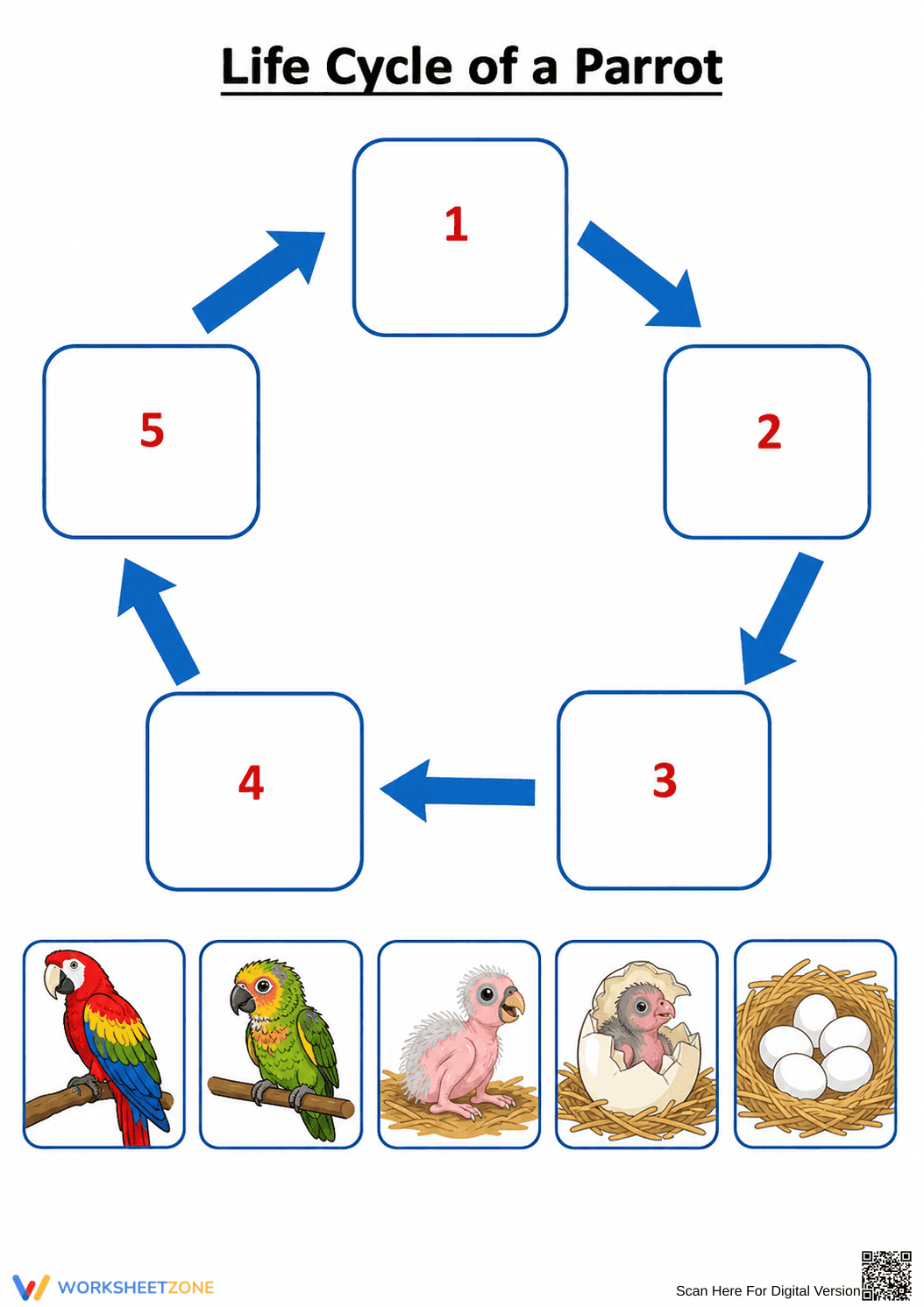 Grade 4-5 Parrot Life Cycle — Printable No-Prep Worksheet - Page 1