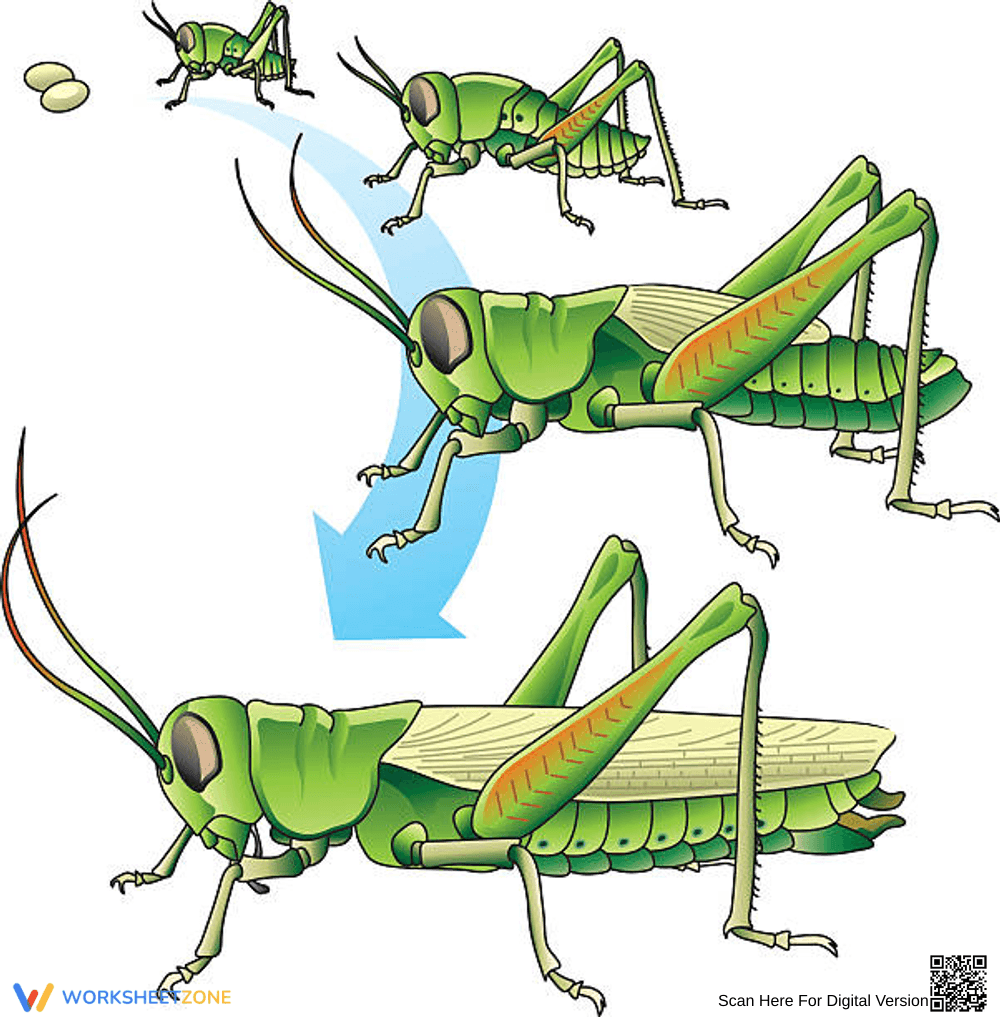 Life Cycle of Grasshoppers - Page 1