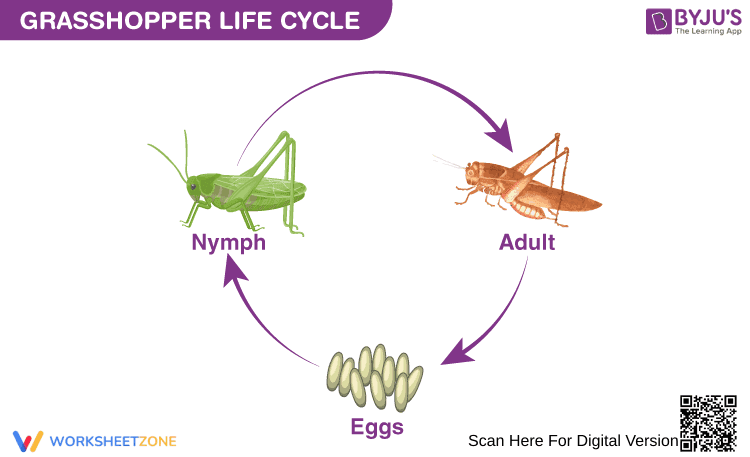 The Life Cycle of a Grasshopper Worksheet - Page 1