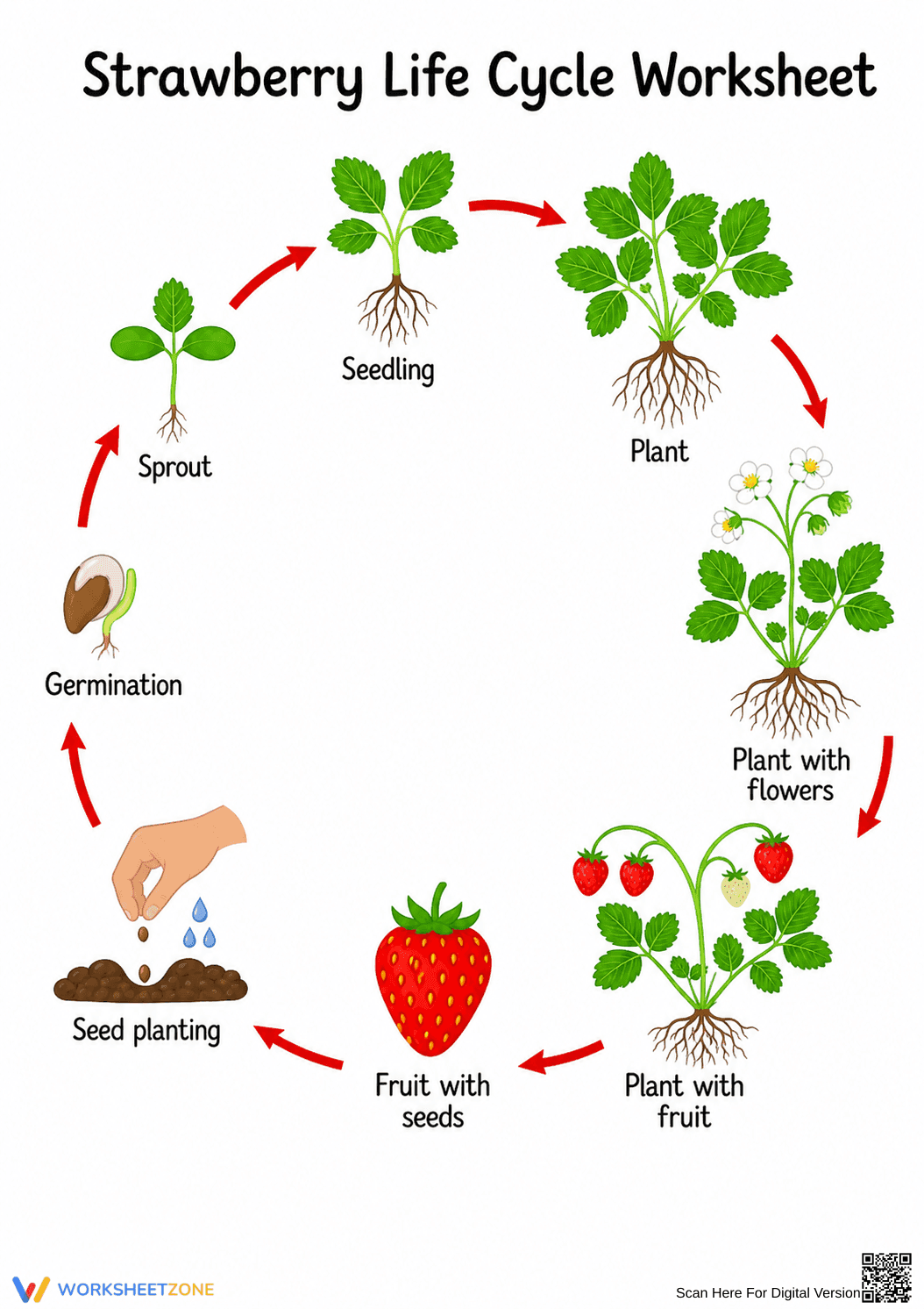 Strawberry Life Cycle Printable | Grade 6 Science - Page 1