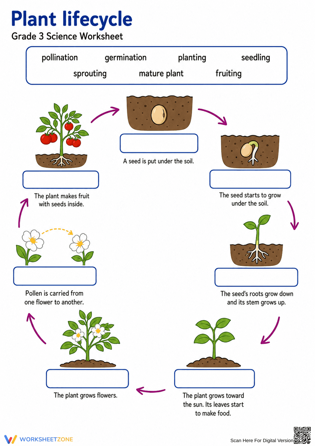 Grade 3 Plant Life Cycle — Printable No-Prep Worksheet - Page 1
