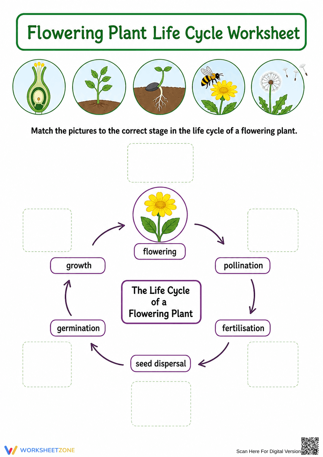 Grade 6 Plant Life Cycle — Printable No-Prep Worksheet - Page 1