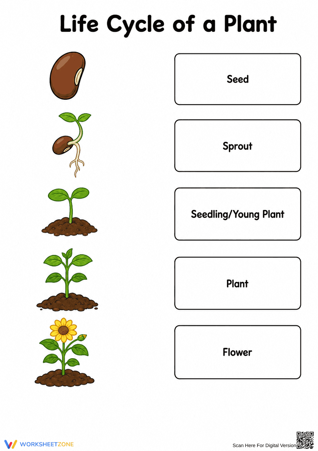 Printable Plant Life Cycle Worksheet | Grades 1-3 - Page 1