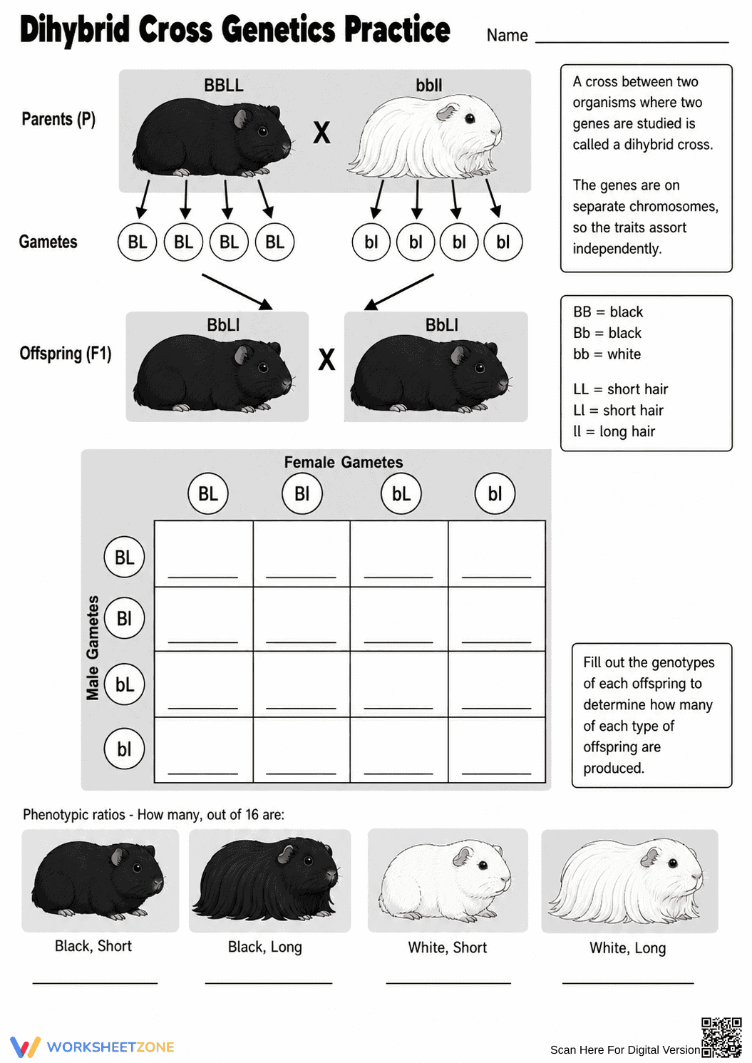 Printable Dihybrid Cross Worksheet | High School Biology - Page 1