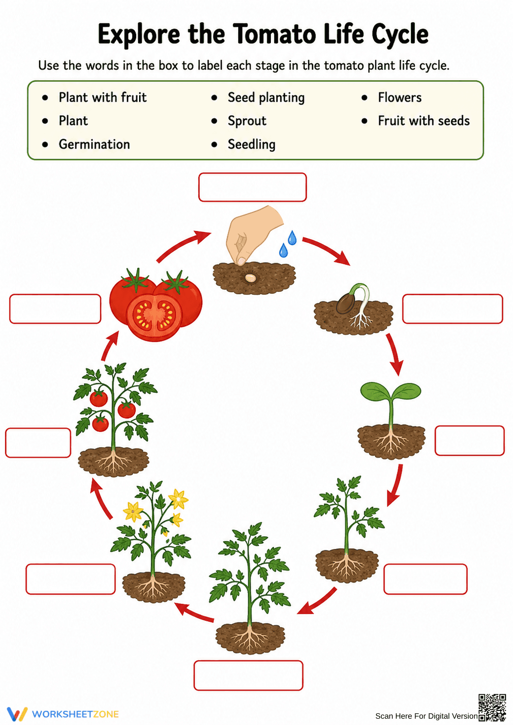 Grade 3 Plant Life Cycle — Printable No-Prep Worksheet - Page 1