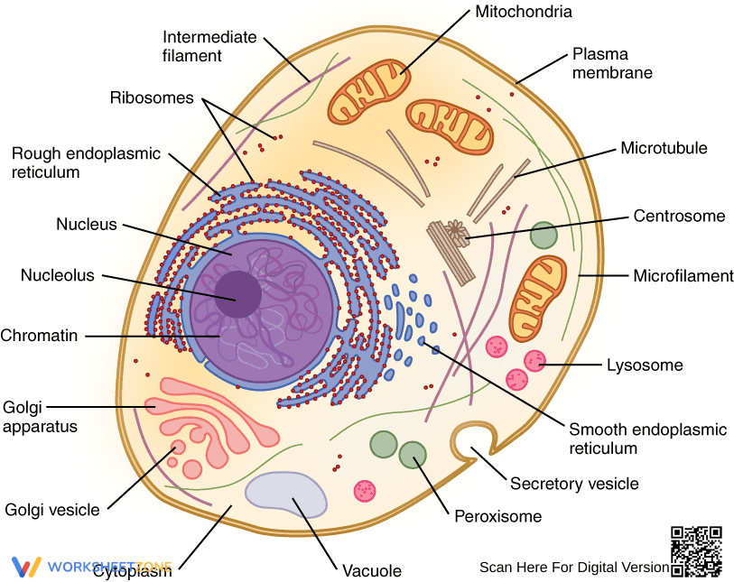 Label the Animal Cell: Biology Worksheet - Page 1