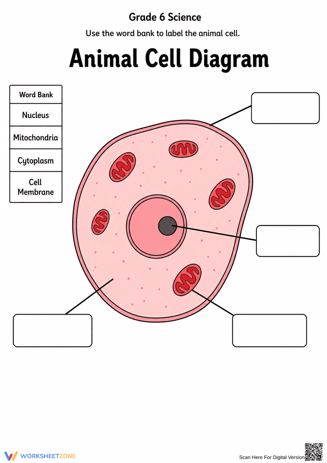Essential Animal Cell Diagram Worksheet | Grade 6 - Page 1