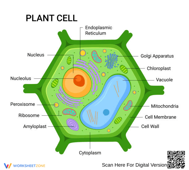 Plant Cell Worksheet: Label and Learn Parts - Page 1