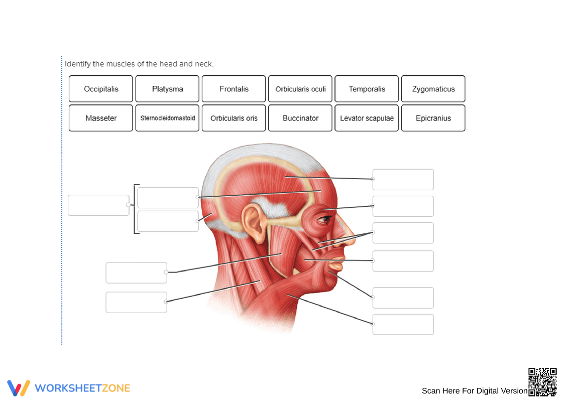 Muscles of the Head and Neck Anatomy Worksheet - Page 1