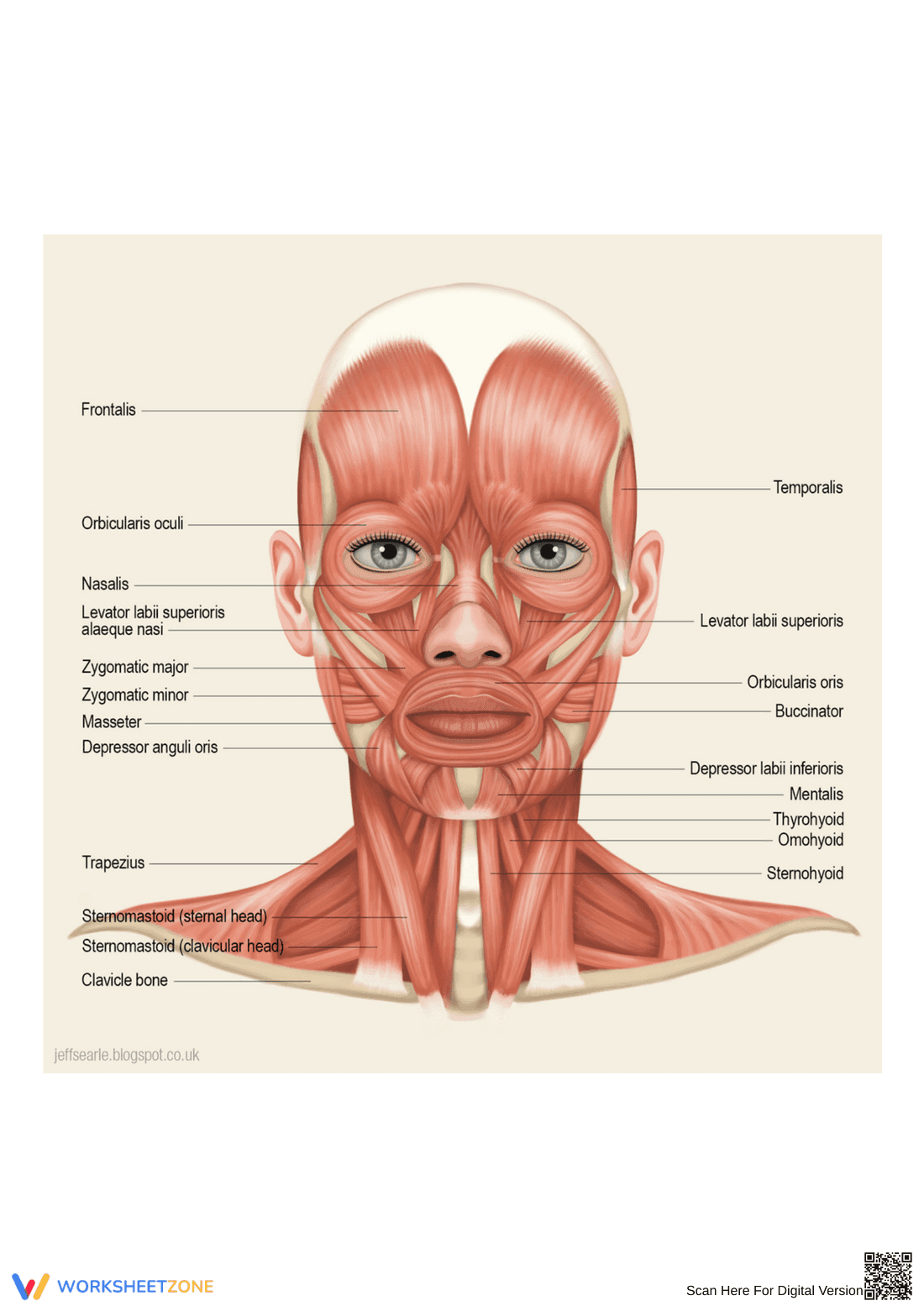 Anatomy: Muscles of the Head and Neck Worksheet - Page 1