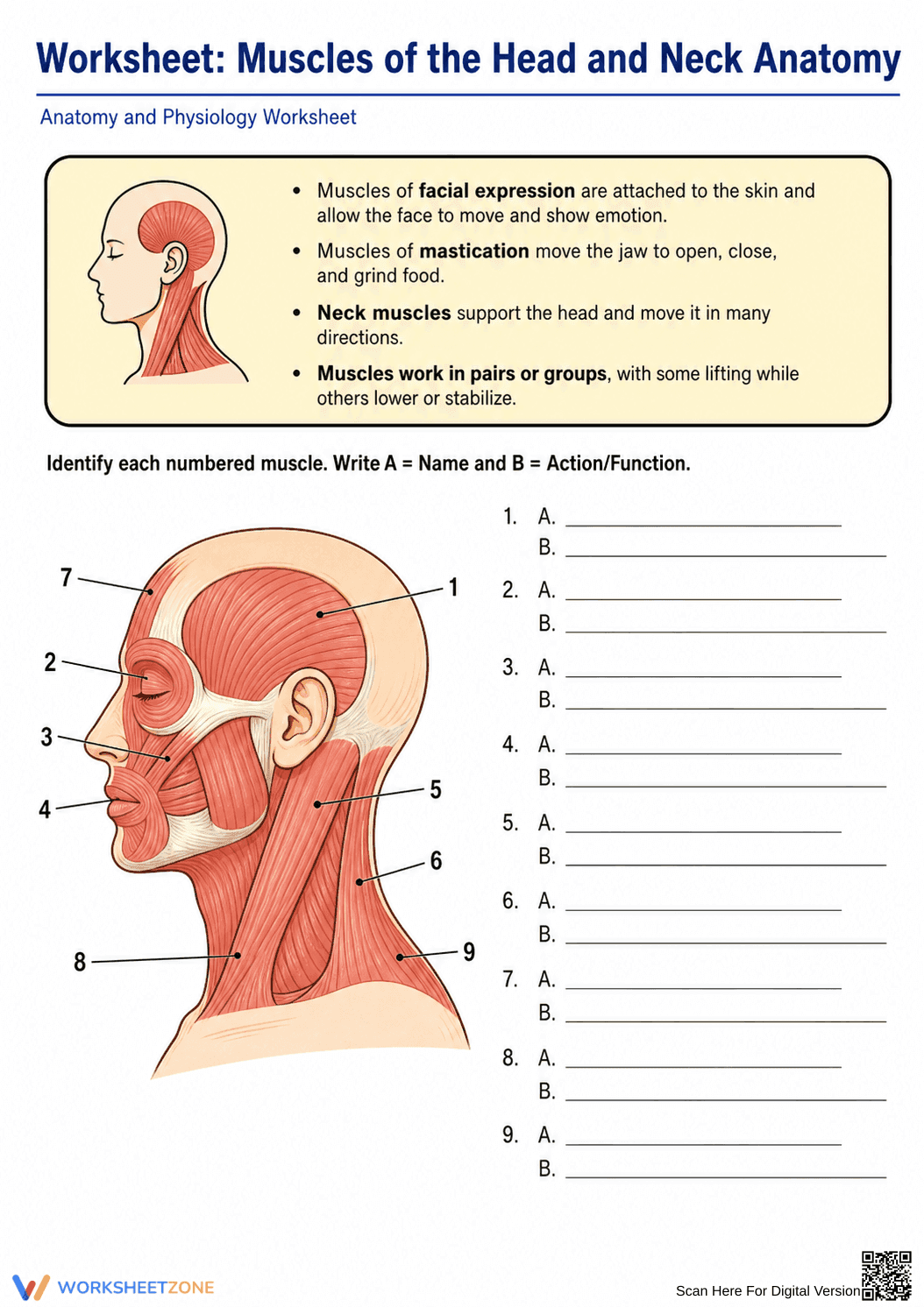 Grade 9-12 Muscle Anatomy — Printable No-Prep Worksheet - Page 1