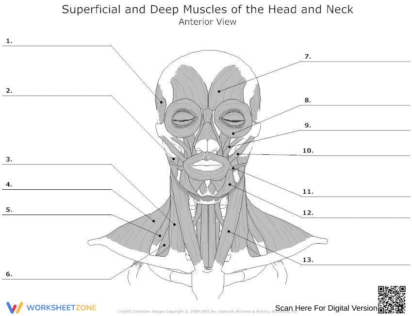 Study the Muscles of the Head and Neck Worksheet - Page 1