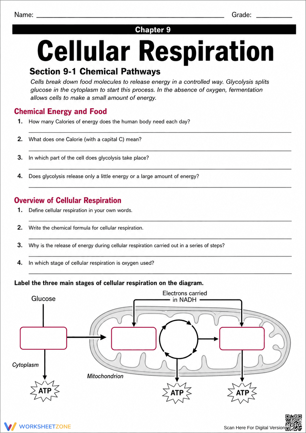 Essential HS-LS1-7 Cellular Respiration Worksheet - Page 1