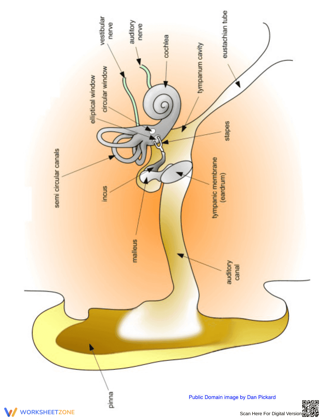 Diagram of the Human Ear Worksheet - Page 1