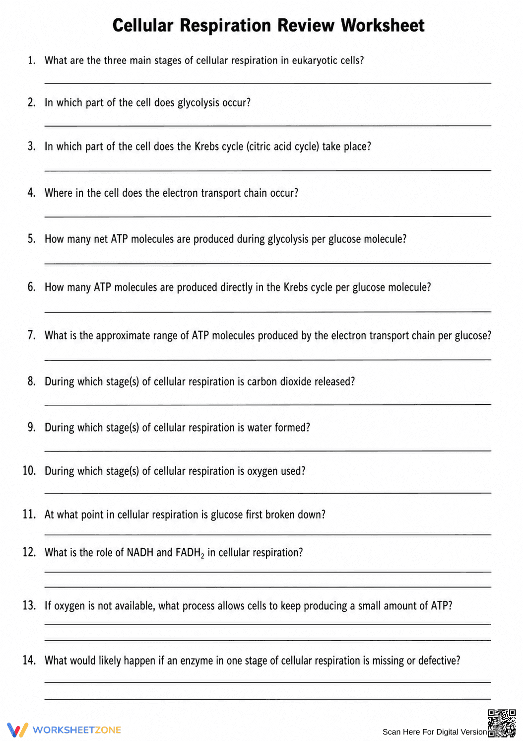 Cellular Respiration Review Worksheet | Essential Biology - Page 1
