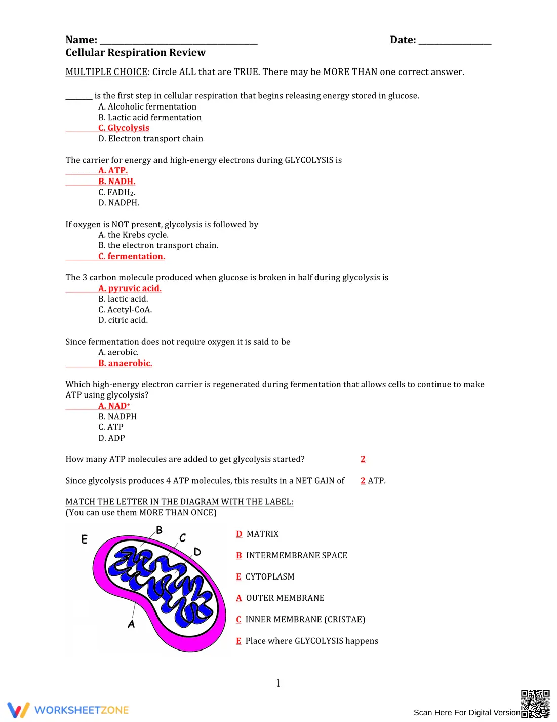 Comprehensive Cellular Respiration Review Worksheet - Page 1