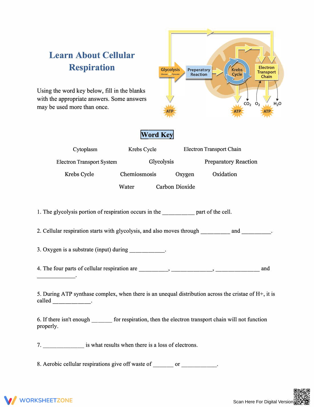 Learn About Cellular Respiration - Page 1